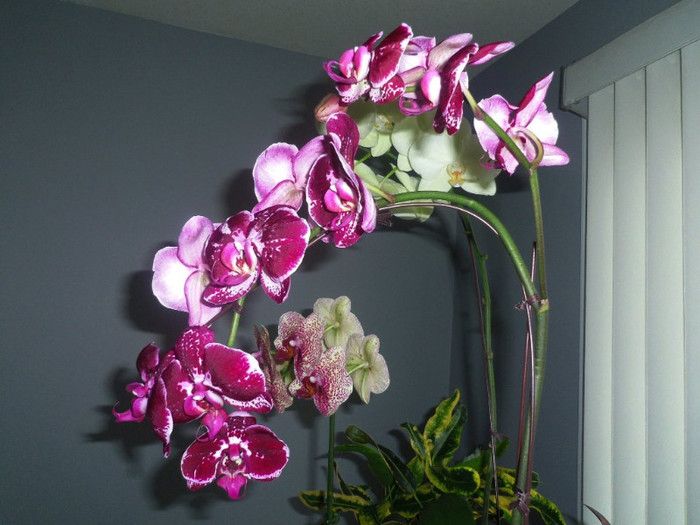 10 oct. 2012 - 2012 Orhidee