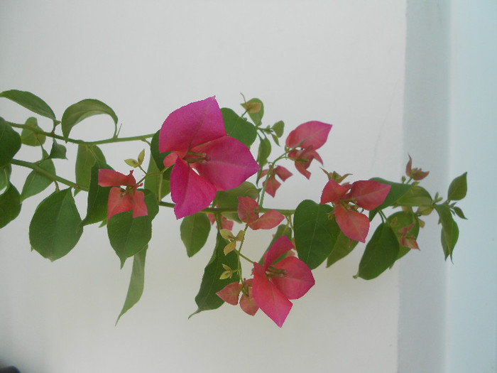 pink - 2012-BOUGANVILLEA