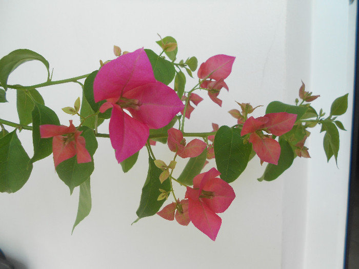 pink - 2012-BOUGANVILLEA