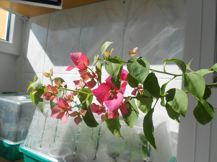 pink - 2012-BOUGANVILLEA