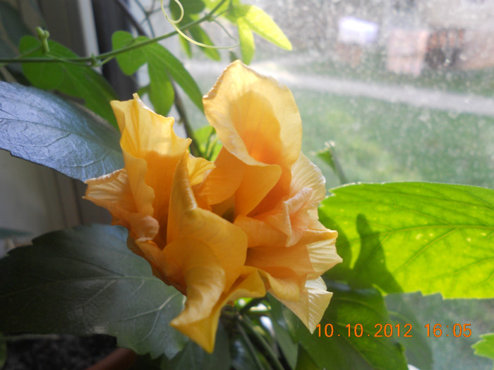 DSCN2094