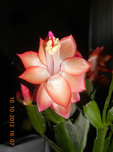 Noutate! - Schlumbergera 2012-2013