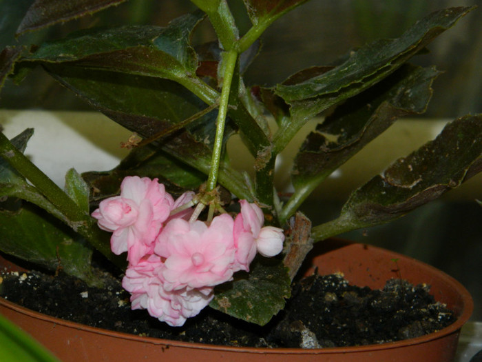 DSCN8575 - OCTOMBRIE 2012
