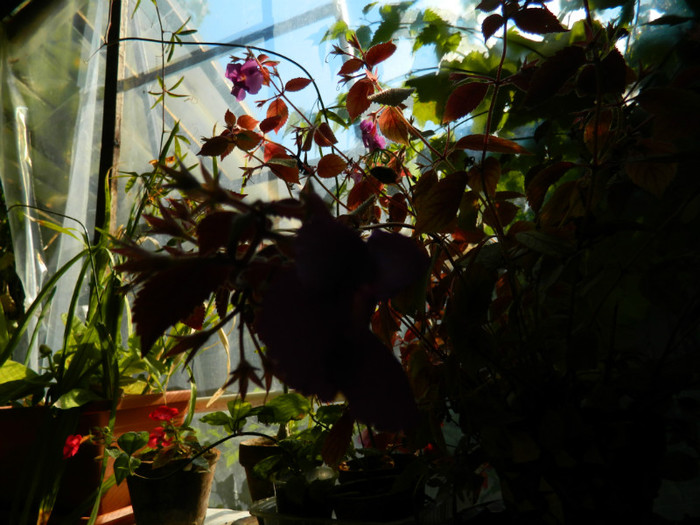 DSCN8587