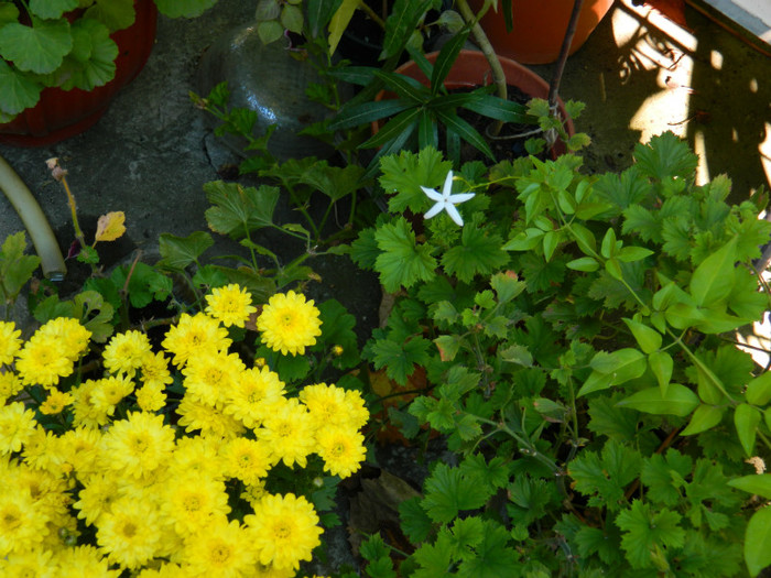 DSCN8602