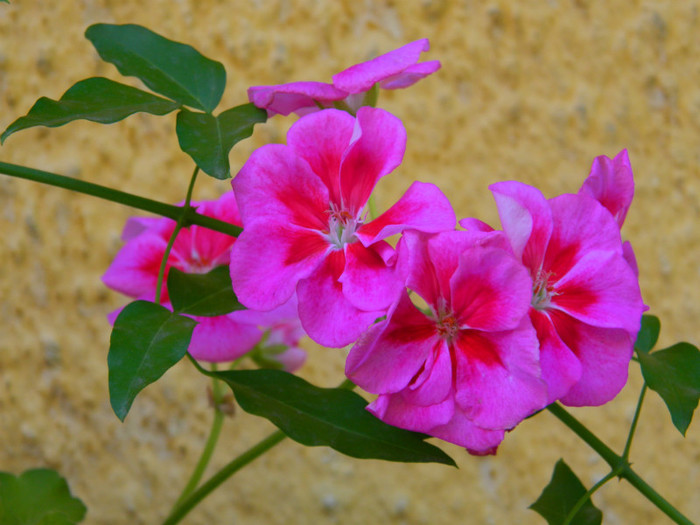 DSCN8605