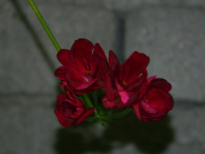 DSCN8615