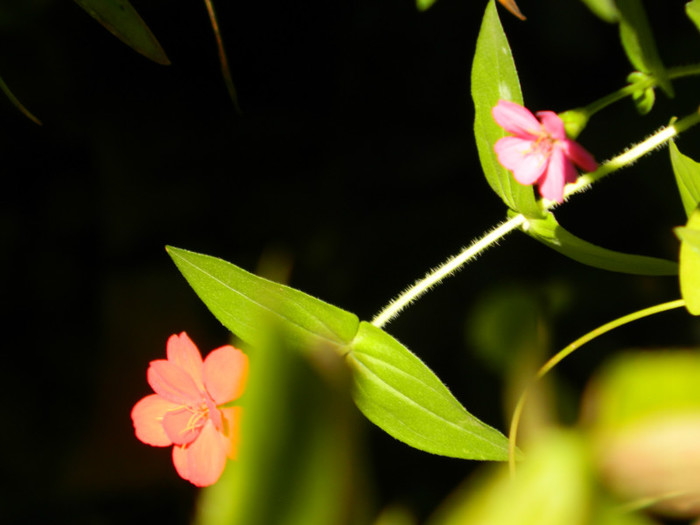 DSCN8616