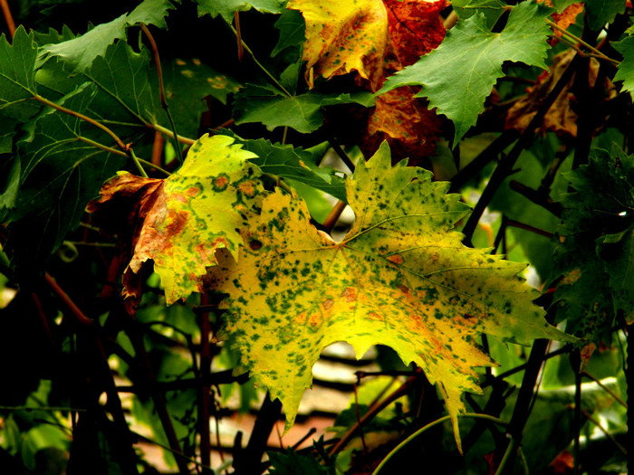 DSCN8686 - OCTOMBRIE 2012