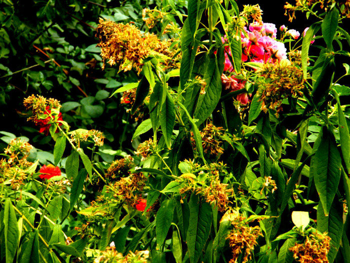 DSCN8687 - OCTOMBRIE 2012
