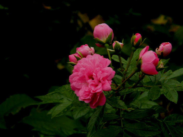 DSCN8695 - OCTOMBRIE 2012
