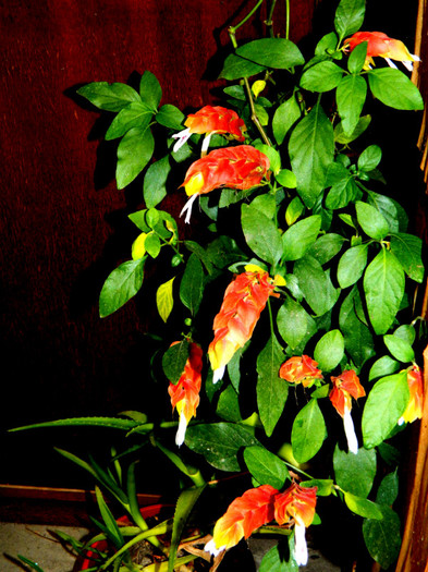 DSCN8708 - OCTOMBRIE 2012