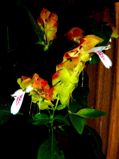 DSCN8709 - OCTOMBRIE 2012