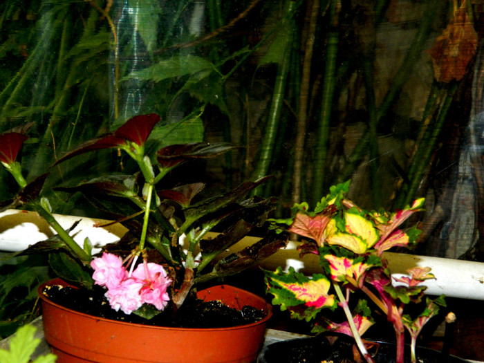 DSCN8720 - OCTOMBRIE 2012