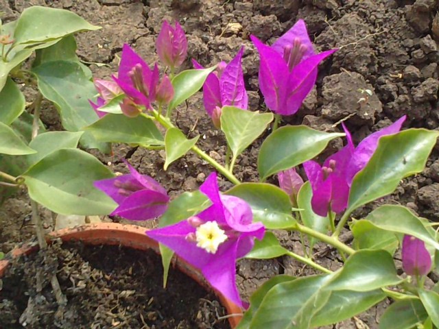 P101012_11.430002 - Bougainvillea