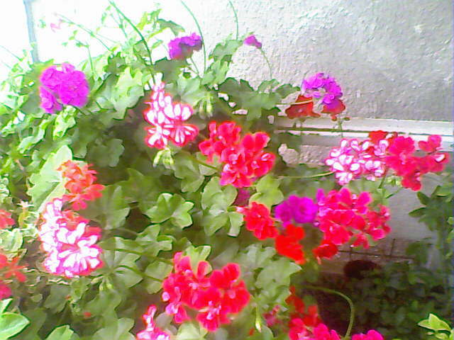 02-07-10_173939 - Pelargonium peltatum