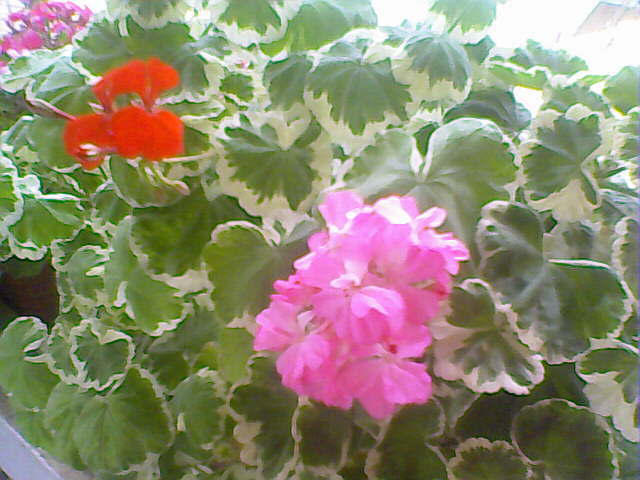 Pelargonium zonale - Pelargonium peltatum