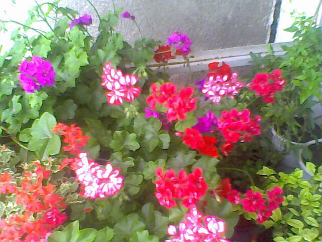 02-07-10_174305 - Pelargonium peltatum