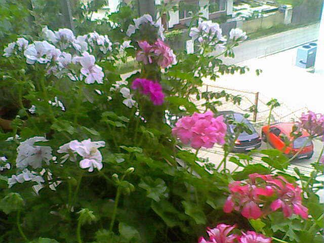 02-07-10_174616 - Pelargonium peltatum