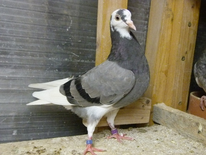 P1080112; Prins de Soim si totusi dupa doua zile m am trezit cu el linga mine
