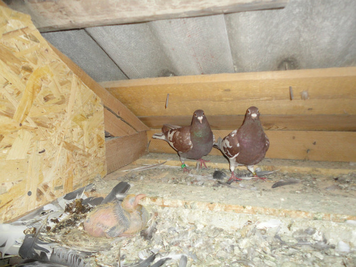 DSC05941 - voiajori meulemans