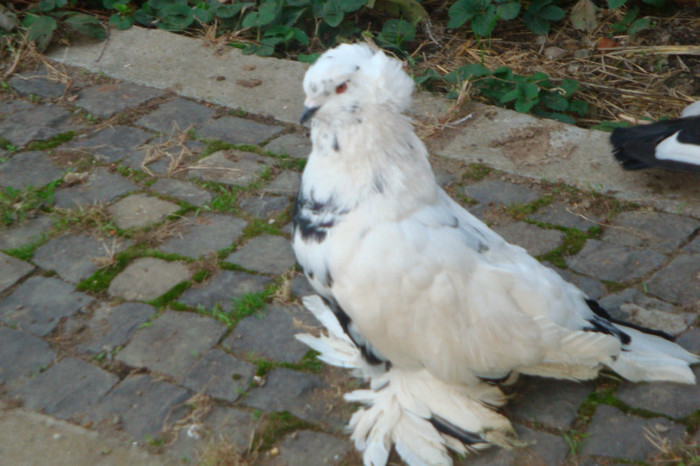 DSC00243 - achizitii 2012