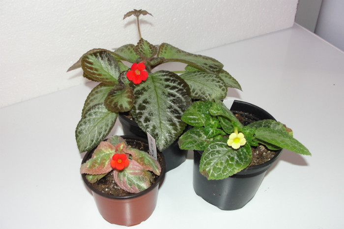 episcia Pink Satin episcia Spring Fling  episcia Harlequin