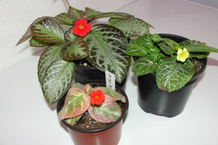  - Episcia