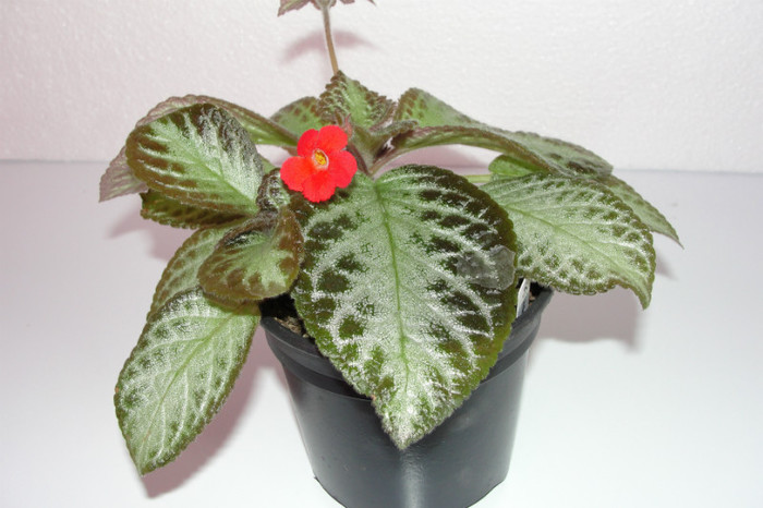 episcia Harlequine