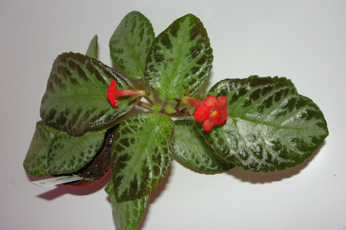 episcia Silvans Beauty - Episcia S