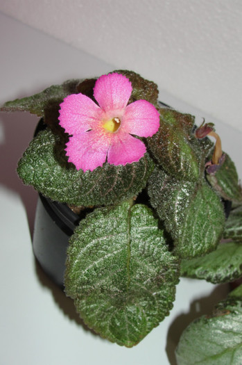 episcia Pink Panter