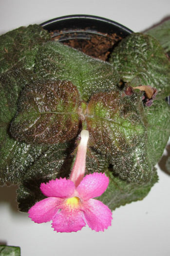 25.09.12 - Episcia P