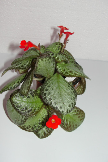 episcia Litle Prince