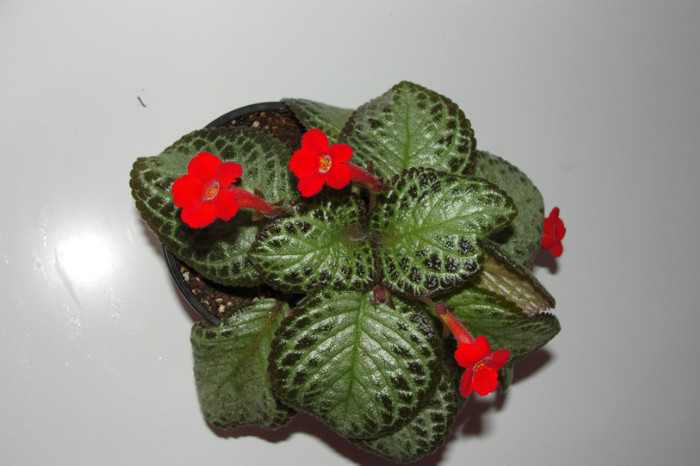 01.10.12 - Episcia L