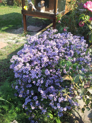 nu stiu ce planta este?// - 2- POZE-FLORILOR DE TOAMNA