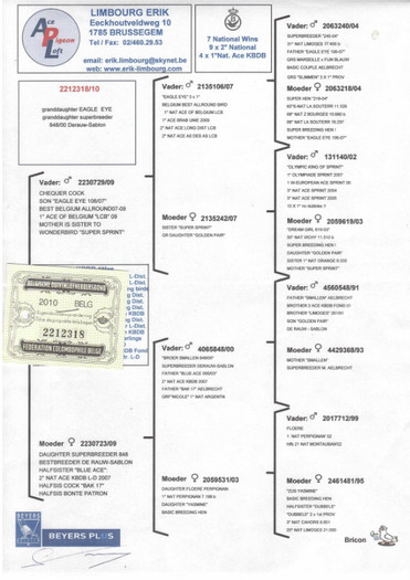 p 10 - PEDIGREE MATCA