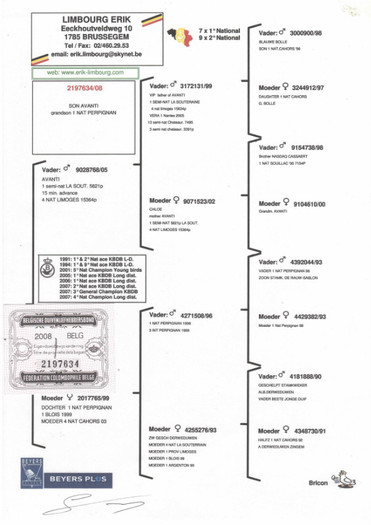 p 28 - PEDIGREE MATCA