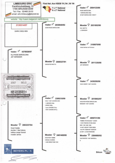 p 29 - PEDIGREE MATCA