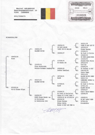 p 49 - PEDIGREE MATCA