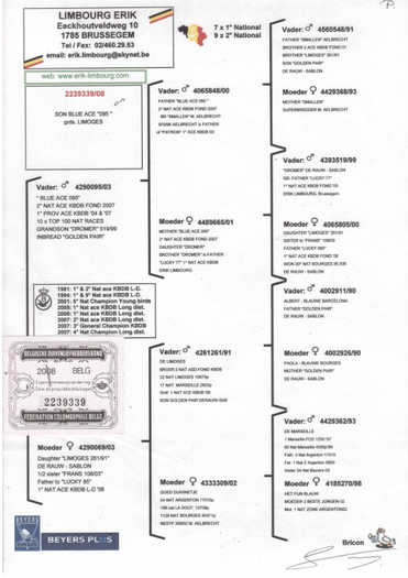 p 56 - PEDIGREE MATCA