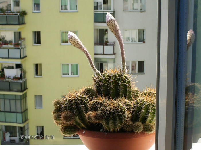 boboci de cactus