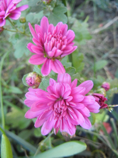 Pink Chrysanthemum (2012, Oct.10)