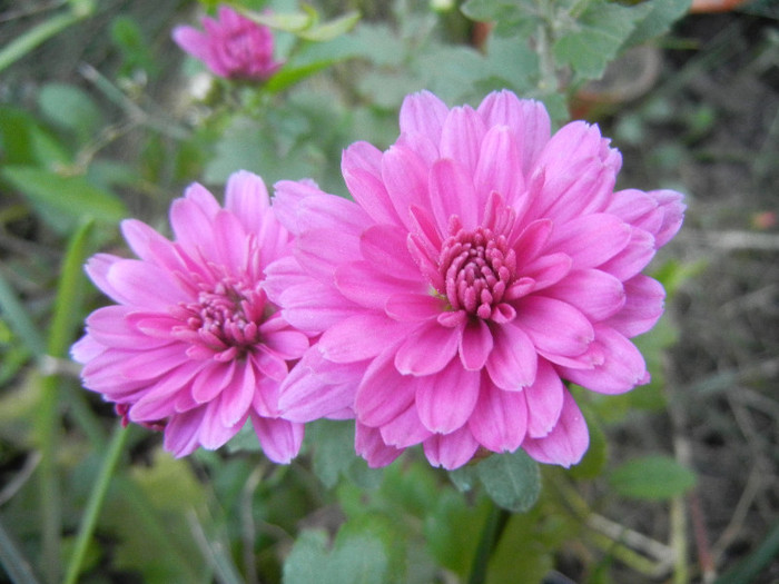 Pink Chrysanthemum (2012, Oct.10) - Pink Chrysanthemum