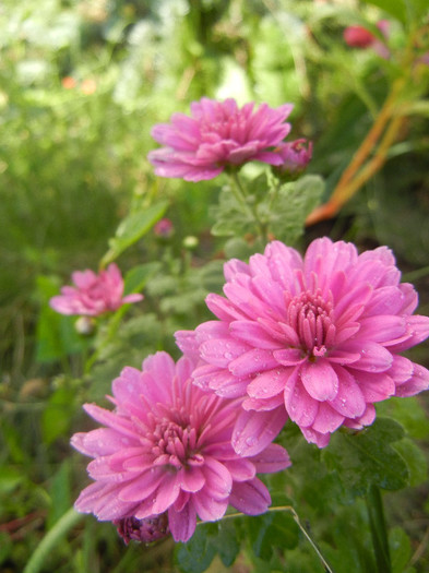 Pink Chrysanthemum (2012, Oct.10)