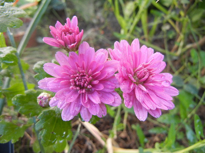 Pink Chrysanthemum (2012, Oct.10)