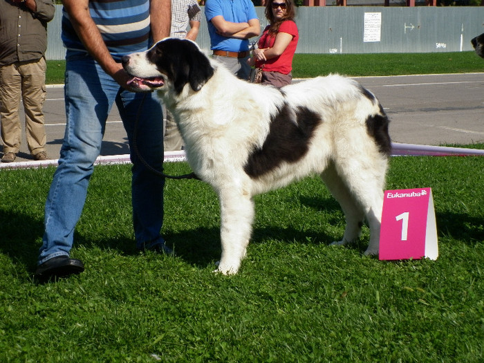 P1020826 - 7_ Euro Dog Show 2012
