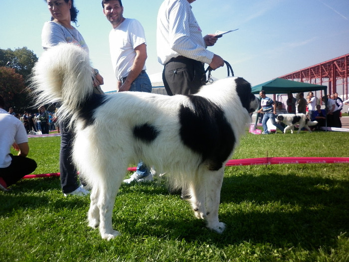 P1020827 - 7_ Euro Dog Show 2012