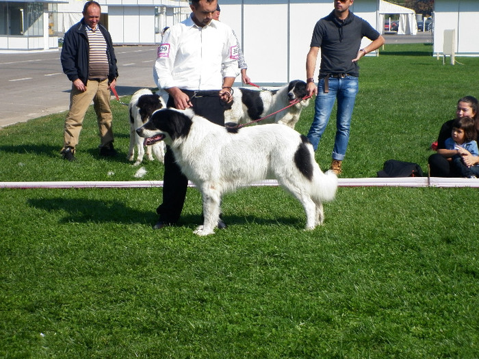 P1020869 - 7_ Euro Dog Show 2012