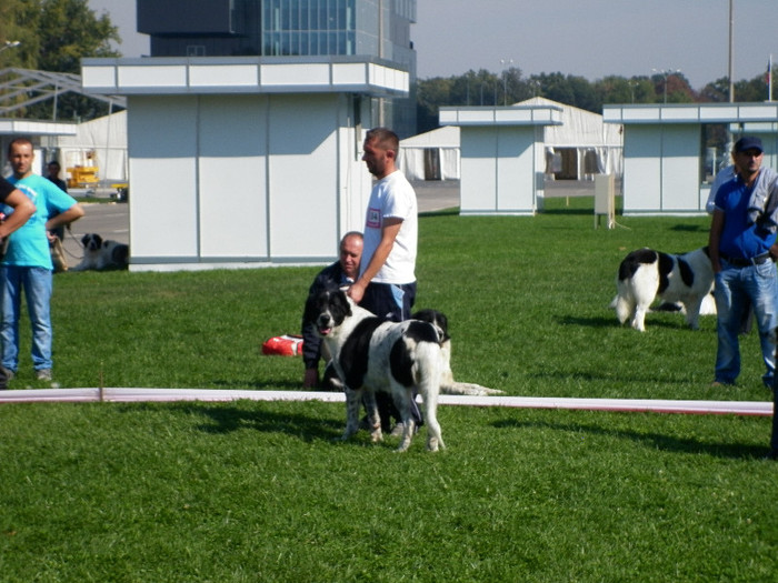 P1020859 - 7_ Euro Dog Show 2012