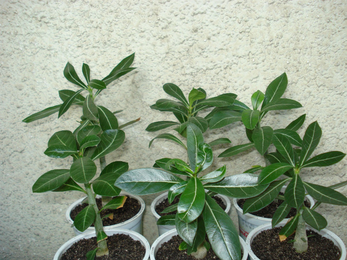 Octombrie 2012 - Adenium